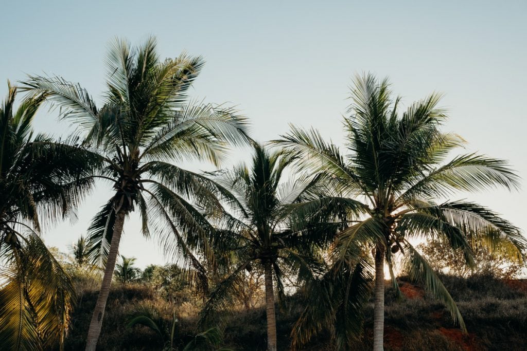 tops of palm trees