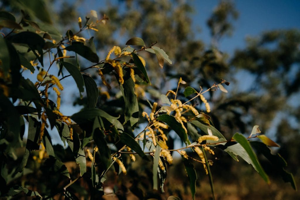 yellow wattle tree at Kooljaman at Cape Leveque 